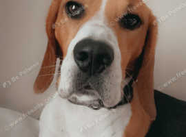 3 year old male beagle
