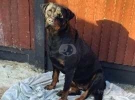GORGEOUS ROTTIE PUPS READY TO GO