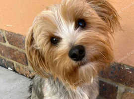 Boy Yorkshire terrier