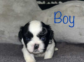 Shih tzu for hot sale sale north west