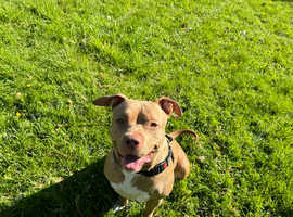 Dog for sale in liverpool