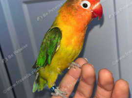 Hand tamed lovebird