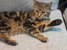 11 months old manx cat
