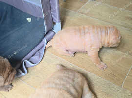 1 female pup for sale. She's a cutie.