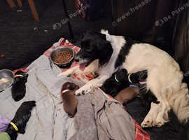 Spanadors 5 days old so not ready yet