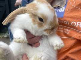 Baby rabbits