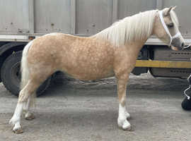Project Barbie pony