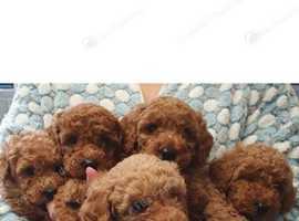 Red miniature poodles
