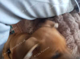 Dog for ssle