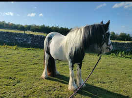Sweetest little mare
