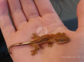 Pin tail crested gecko and terrarium