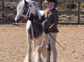 TOP CLASS COLOURED GELDING - NATIVE BLUE & WHITE PB