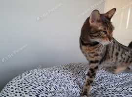7 yewr old bengal