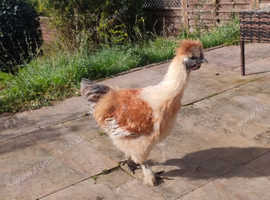 Partridge rare colour male Silkie
