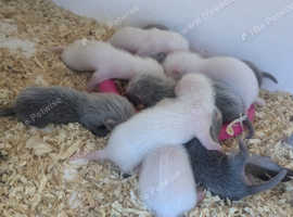 Ferret kits for sale