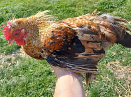 Silkie x pekin cockerel