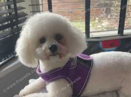 Bichon girl 1-1/2 years