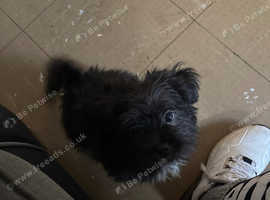 Two shorkie male puppies