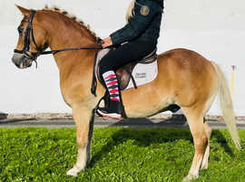 Gorgeous 14.2 haflinger riding gelding