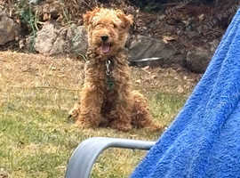 Welsh Terrier