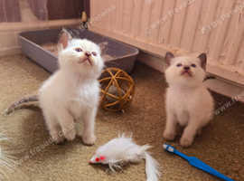 Beautiful babies ready soon 2 boys 2 girls.