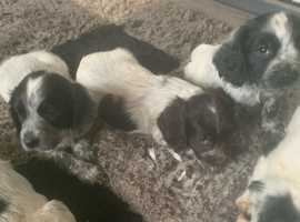 Cocker spaniels for sale  8 weeks old ready now
