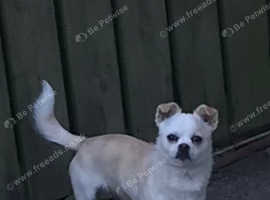 Male Pekichi ( chihuahua/ Pekingese mix)