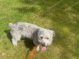 Dog training 1:1