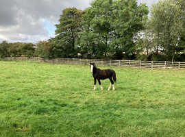 Welsh pony 2yrs old