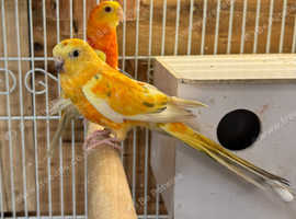 Pair red rumps