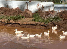 Female cherry valley ducks