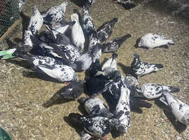 Pakistani high flyer pigeons top Quality