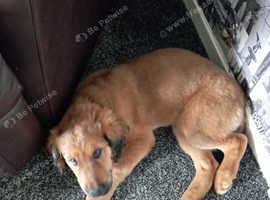12 weeks old