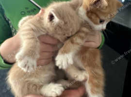 Mixed exotic and tabby kittens for sale