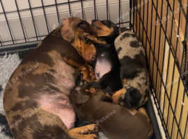 3 Beautiful, Very Happy Miniature Dachsund  Puppies.