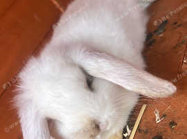 1 male left