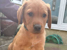 Fox red lab puppies for sale