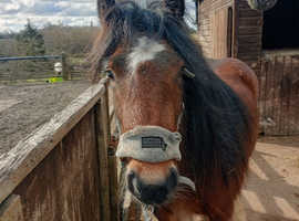 Cob mare 2 year old.