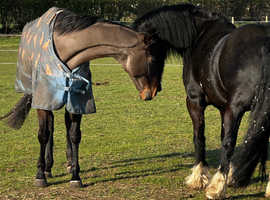 Land to rent for horses