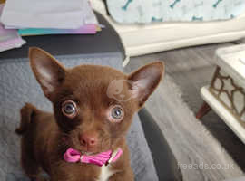 Baby Chihuahua cross Pomeranian