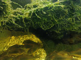 adult bronze cory catfish