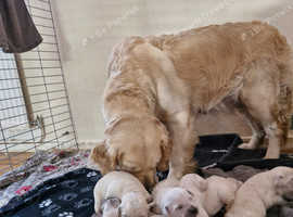 Golden retriever puppies for sale