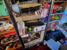 Degus