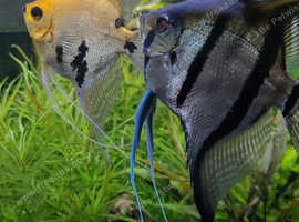 Rare old school Angel Fish