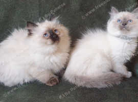 Stunning GCCF HCM Clear Ragdoll Kittens.