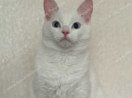 Cat for sale
