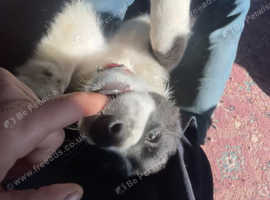 8 week old pup looking for new home