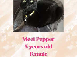Kittens and cats for adoption