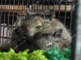 Degu pups for sale