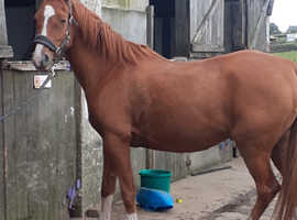 Registered Arab Gelding 15.2